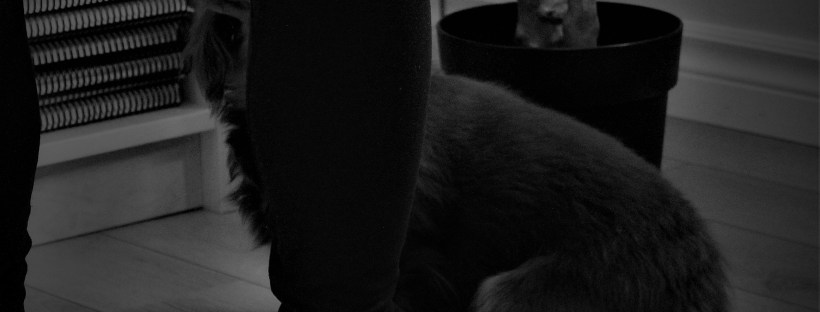 physiothérapie du genou