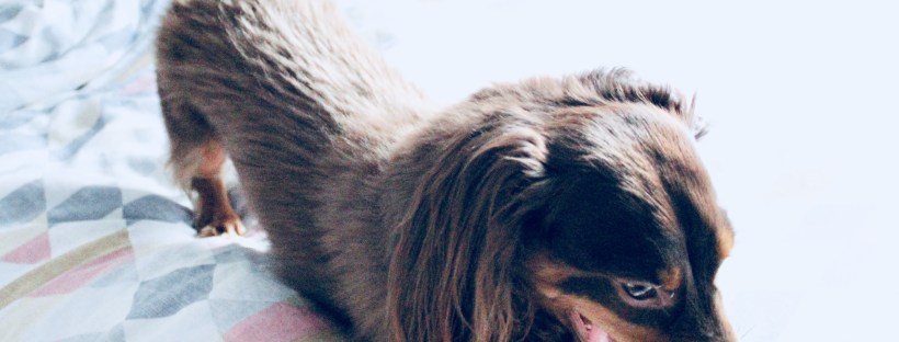 L'hernie discale chez le teckel